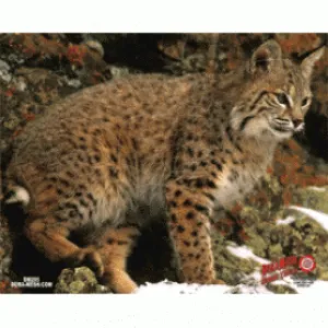 Duramesh Bobcat Target