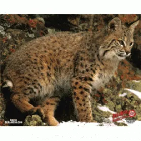 Duramesh Bobcat Target