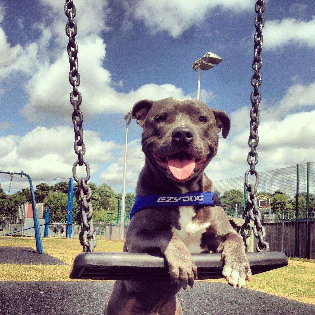 EzyDog Quick Fit Harness - All Colours