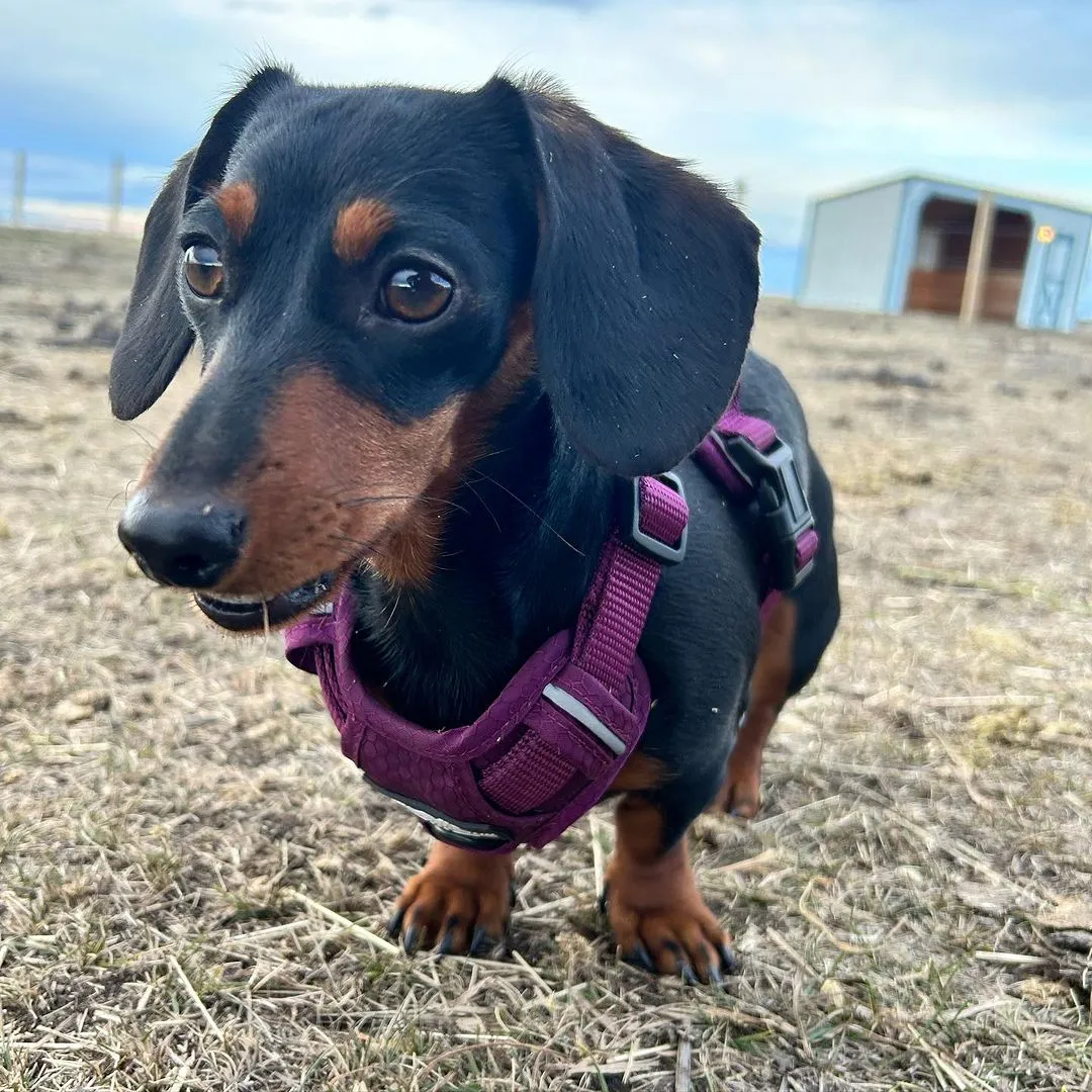 RMD Summt All-Terrain Harness -PURPLE-