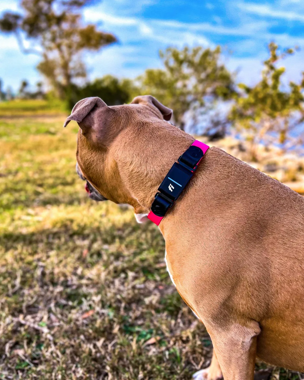 Series 3 Fi Compatible 3/4" or 1" BioThane® Collar