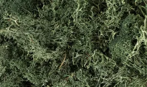 Woodland Scenics Lichen - Dark Green