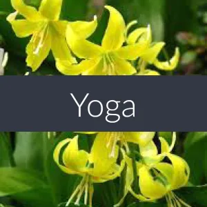 Yoga Pre Blended Massage Oil