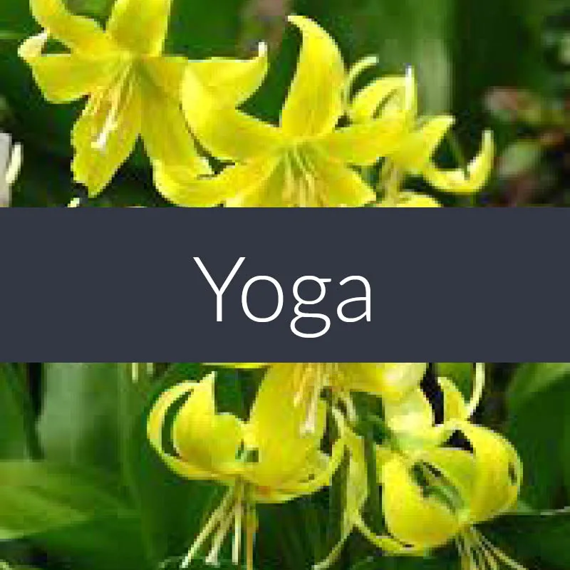Yoga Pre Blended Massage Oil